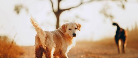 Formation educateur canin formation education canine bordeaux 33 gironde