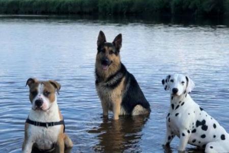 Formation educateur canin formation education canine bordeaux gironde 33