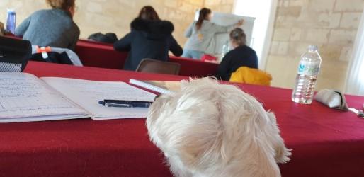 Formation educateur canin formation education canine bordeaux gironde 33