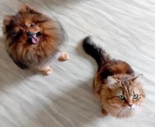 Formation premiers secours canins felins bordeaux formation premiers secours animaliers gironde formation animaliere france 2