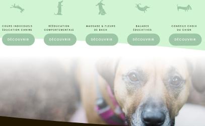 Formation premiers secours canins felins bordeaux formation premiers secours animaliers gironde formation animaliere france 1