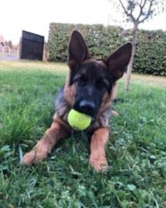 Garde chien promeneur de chien prix dog sitter