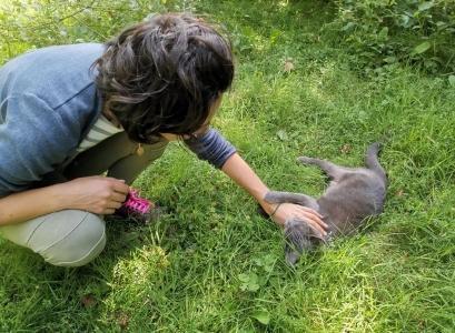 Garde d animaux angers garde de chien maine et loire garde de chat 49 pension canine feline