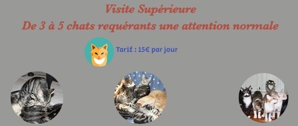 Garde d animaux bourg en bresse garde de chat ain pension feline 01 cat sitter 2