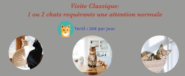 Garde d animaux bourg en bresse garde de chat ain pension feline 01 cat sitter 1