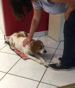 Garde d animaux chien chat nac promeneur de chien le puy en velay haute loire 44