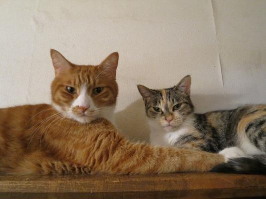 Garde d animaux clermont ferrand pet sitter cat sitter puy de dome 63 