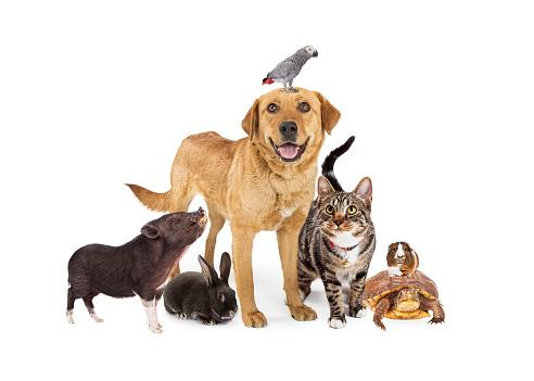Garde d animaux entre particuliers