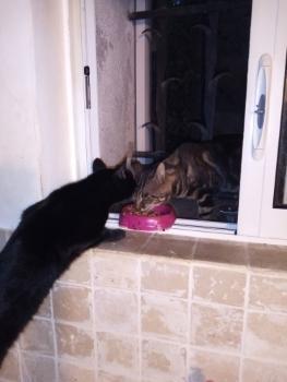 Pet sitting, Dog-sitter, Dog-walker, Cat-sitter