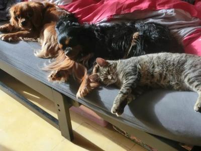 Garde d animaux garde de chat cat sitter garde de chien dog sitter promenade de chien sucy en brie creteil val de marne