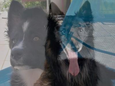 22 Garde d'animaux & Pet Sitter - Callac Rostrenen