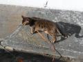 Garde d animaux garde de chien garde de chat garde de nac pension canine feline equine 1