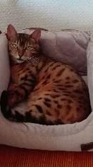 64 Pet Guard - Pet Sitter - Anglet