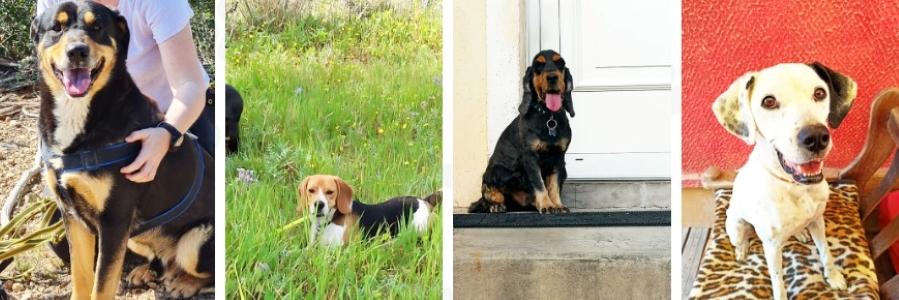 Garde d animaux garde de chien garde de chat garde de nac pension canine promenade chien toulon var 83