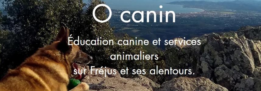 Garde d animaux garde de chien garde de chat garde de nac pet sitter dog sitter dog walker cat sitter frejus saint raphael var 83