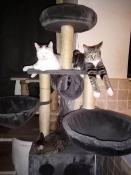 77 Garde d'animaux & Pet Sitter - Saint-Fargeau-Ponthierry