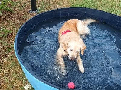 Garde d animaux garde de chien pension canine garderie chien promeneur de chien blois 41 loir et cher 1