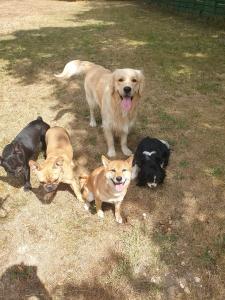 Dog Sitting, Dog Walker, Canine Boarding House, Dog Daycare