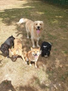 Garde d animaux garde de chien pension canine promeneur de chien mantes la jolie les mureaux yvelines 78