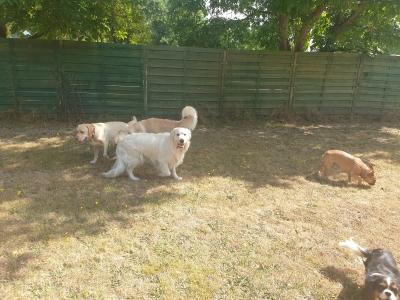 Garde d animaux garde de chien pension canine promeneur de chien mantes la jolie les mureaux yvelines 80