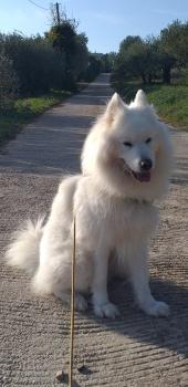 Garde d animaux garde de chien promeneur de chien garde de chat le puy en velay haute loire 45