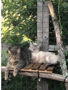 Pension féline Limoges, Hôtel pour chat Haute-Vienne 87