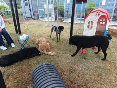 Garde d animaux pension canine pension feline garderie chien zoo de beauval saint aignan blois loir et cher