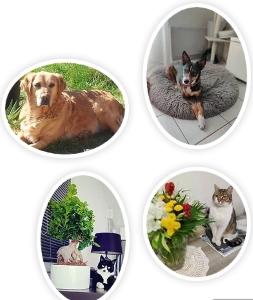 Garde d animaux pet sitter dog sitter cat sitter home sitter home sitting gardiennage de maison frejus saint raphael var 83 paca