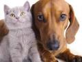 Garde d animaux pet sitter dog sitter dog walker cat sitter mons belgique