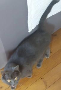 Garde d animaux vienne garde chien isere garde de chat 38 garde de nac 1