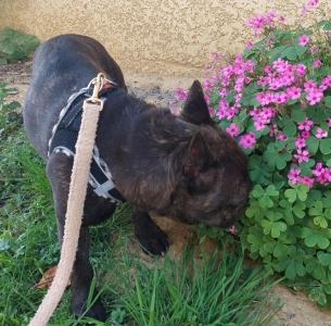 Garde d animaux vienne garde chien isere garde de chat 38 garde de nac 2