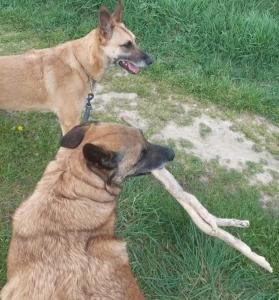 Garde d animaux vienne garde chien isere garde de chat 38 garde de nac 1