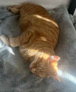 Garde d animaux vienne garde chien isere garde de chat 38