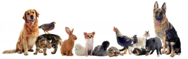 87 Animal guard & Pet Sitter - Limoges