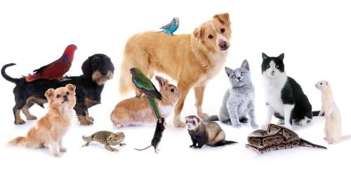 87 Garde d'animaux & Pet Sitter - Limoges