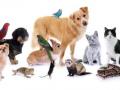 Garde de chien garde de chat garde de nac pension canine feline taxi animalier dresseur chien comportementaliste canin felin