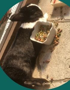 Garde de chien orleans garde de chat loiret pension nac 45 garde d animaux 1