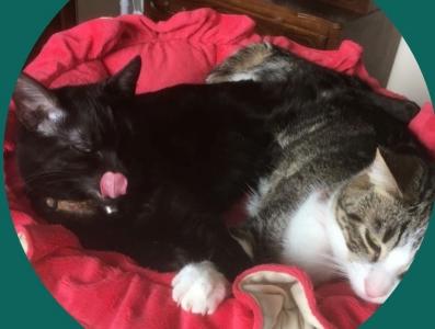 Garde de chien orleans garde de chat loiret pension nac 45 garde d animaux