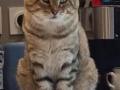 Garde de chien paris garde de chat paris garde de nac paris pension canine feline paris 75