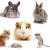 Garde de nac hamster cochon d inde lapin nain furet oiseaux lezard reptile pension animaliere