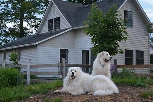 Home sitting garde d animaux a domicile pet sitting france dom tom