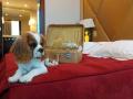 Hotel acceptant animaux chien chat antibes alpes maritimes 06