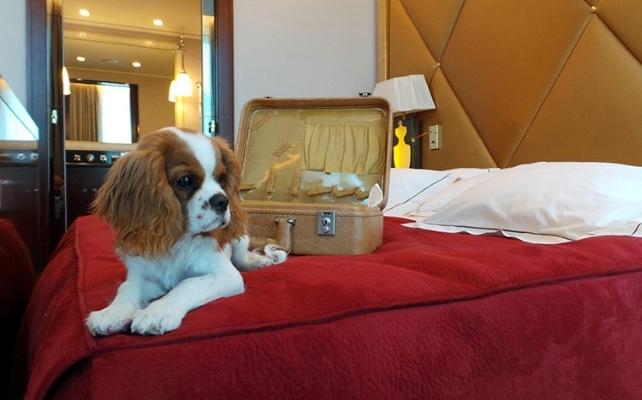 54 Pet friendly hotel - Nancy