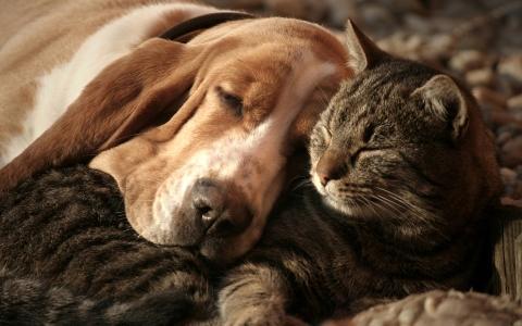 13 Pet Friendly Hotel & Cat Dog Friendly Cottage - Marseille