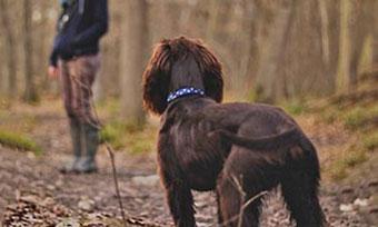 Job etudiant pet sitter garde d animaux a domicile
