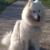 Lavomatique canin salon de toilettage chien libre service