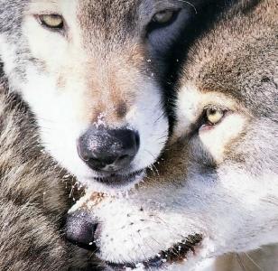 wolves in France, Wolf dispersal map France