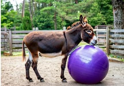 Magnetiseur animalier la rochelle soins energetiques animaliers charentes maritimes