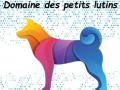 Massage canin chalon sur saone masseur pour chien louhans saone et loire 71 