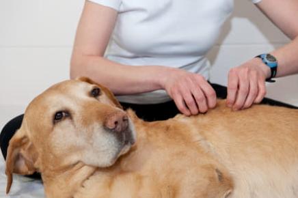 Massage canin felin soins energetiques animalier reiki animaux draguignan frejus 83 var